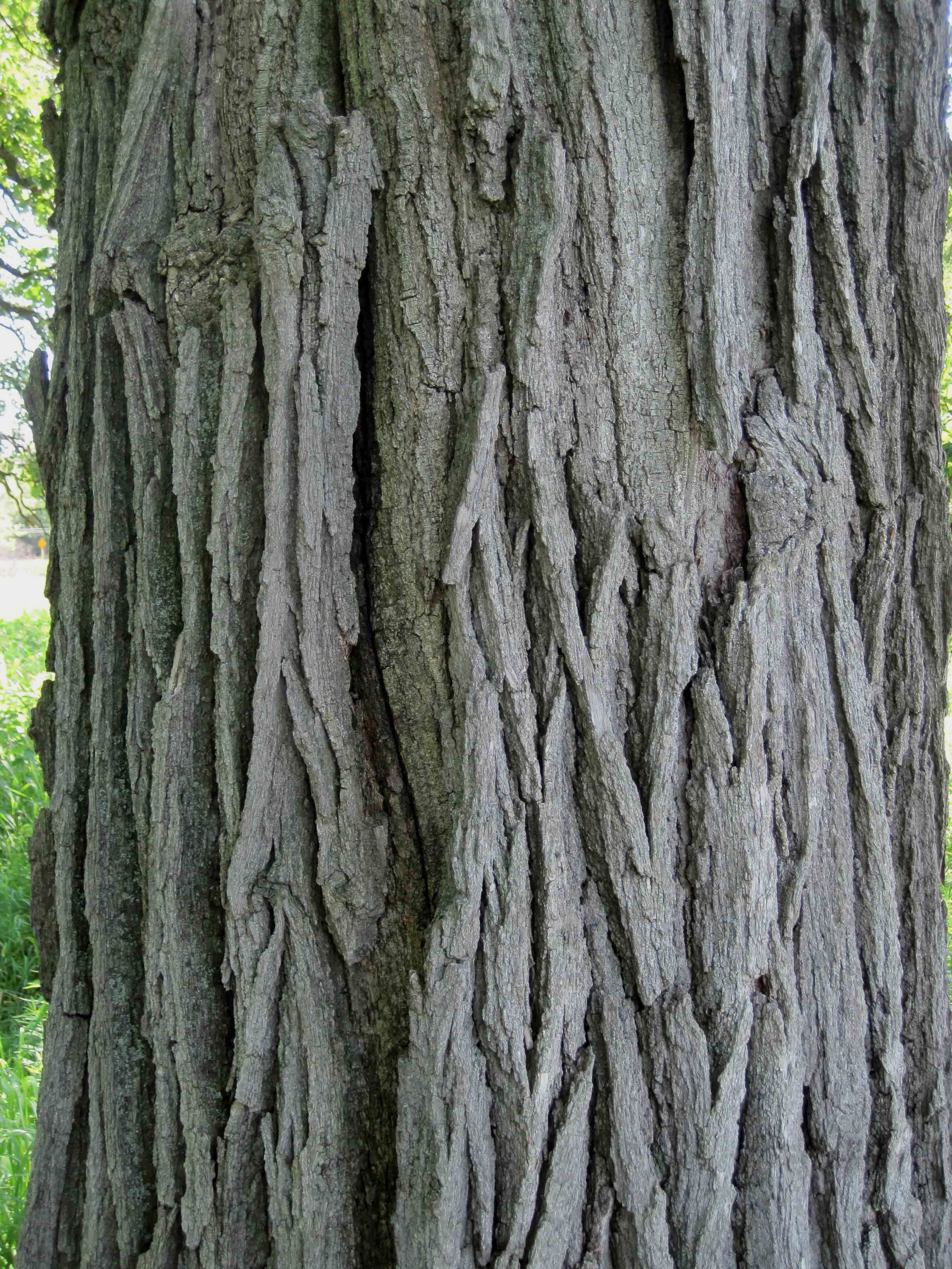 <em>Quercus macrocarpa</em> (Bur Oak) - Image 3
