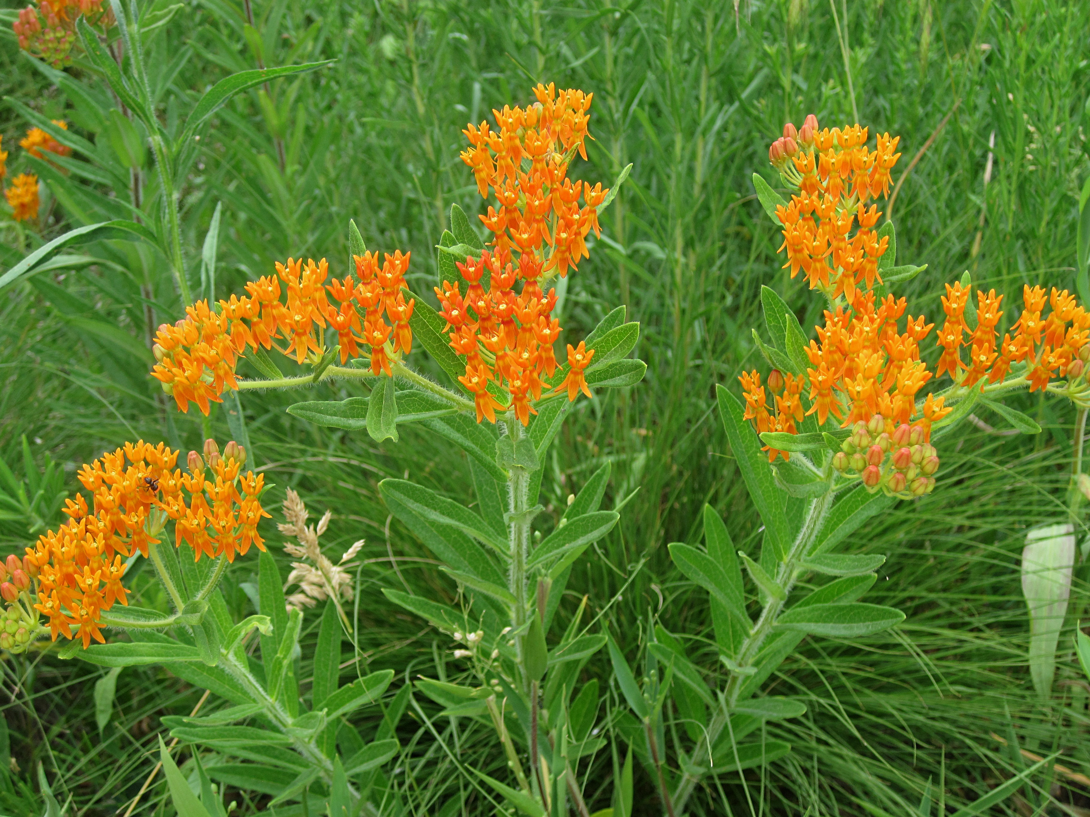 butterfly weed asclepias tuberosa plant plants forbs