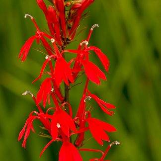<em>Lobelia cardinalis</em> (Cardinal Flower)