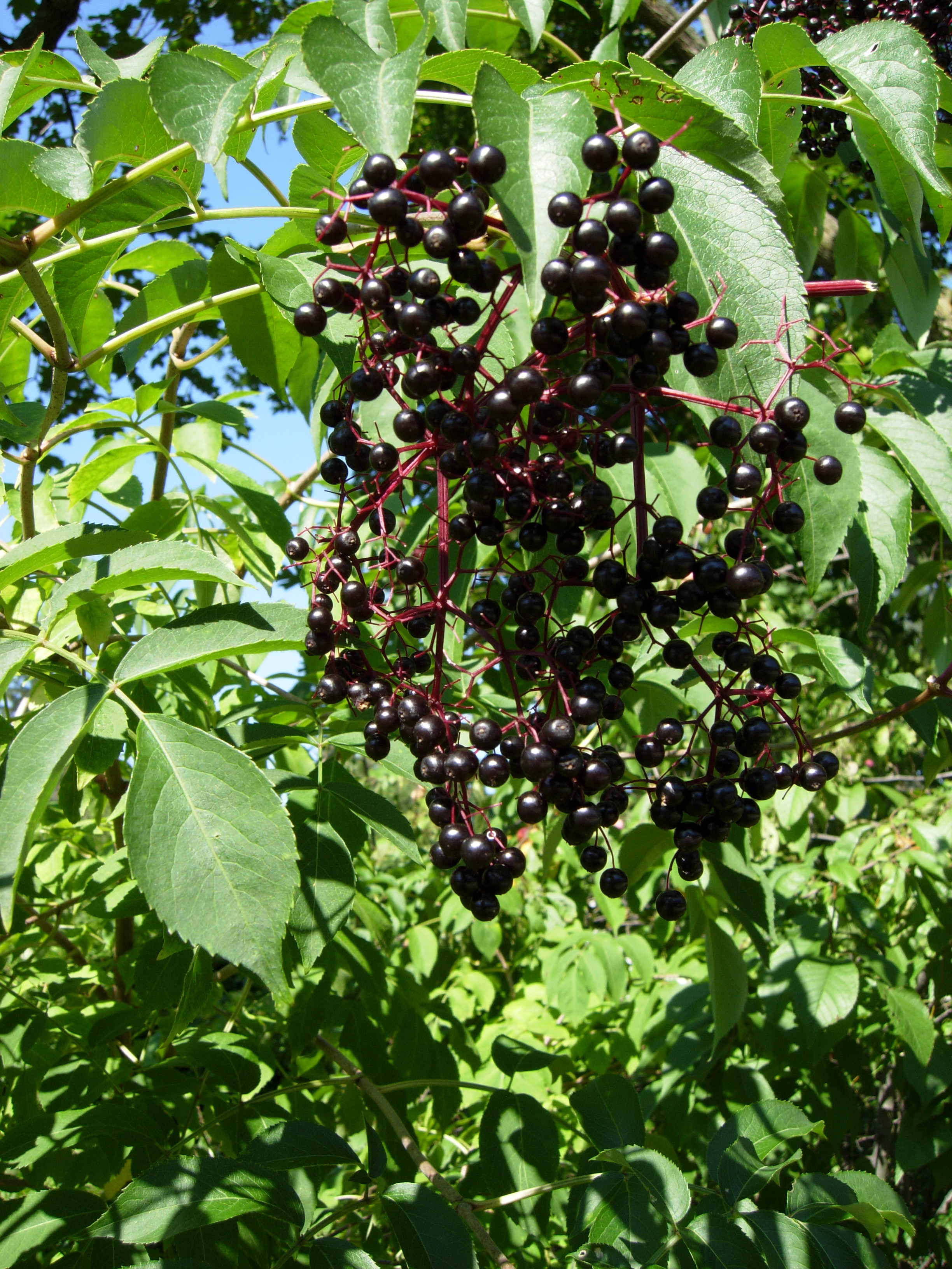 <em>Sambucus canadensis</em> (Elderberry) - Image 2