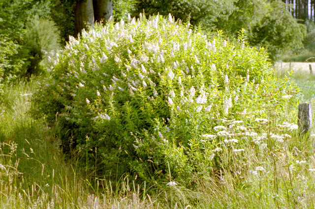 <em>Spiraea alba</em> (Meadowsweet)