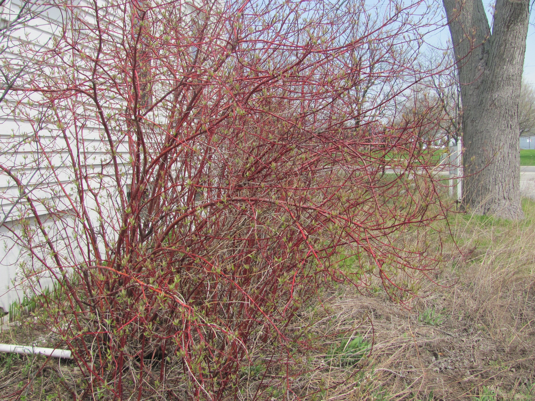 <em>Cornus sericea</em> (Red Osier Dogwood)