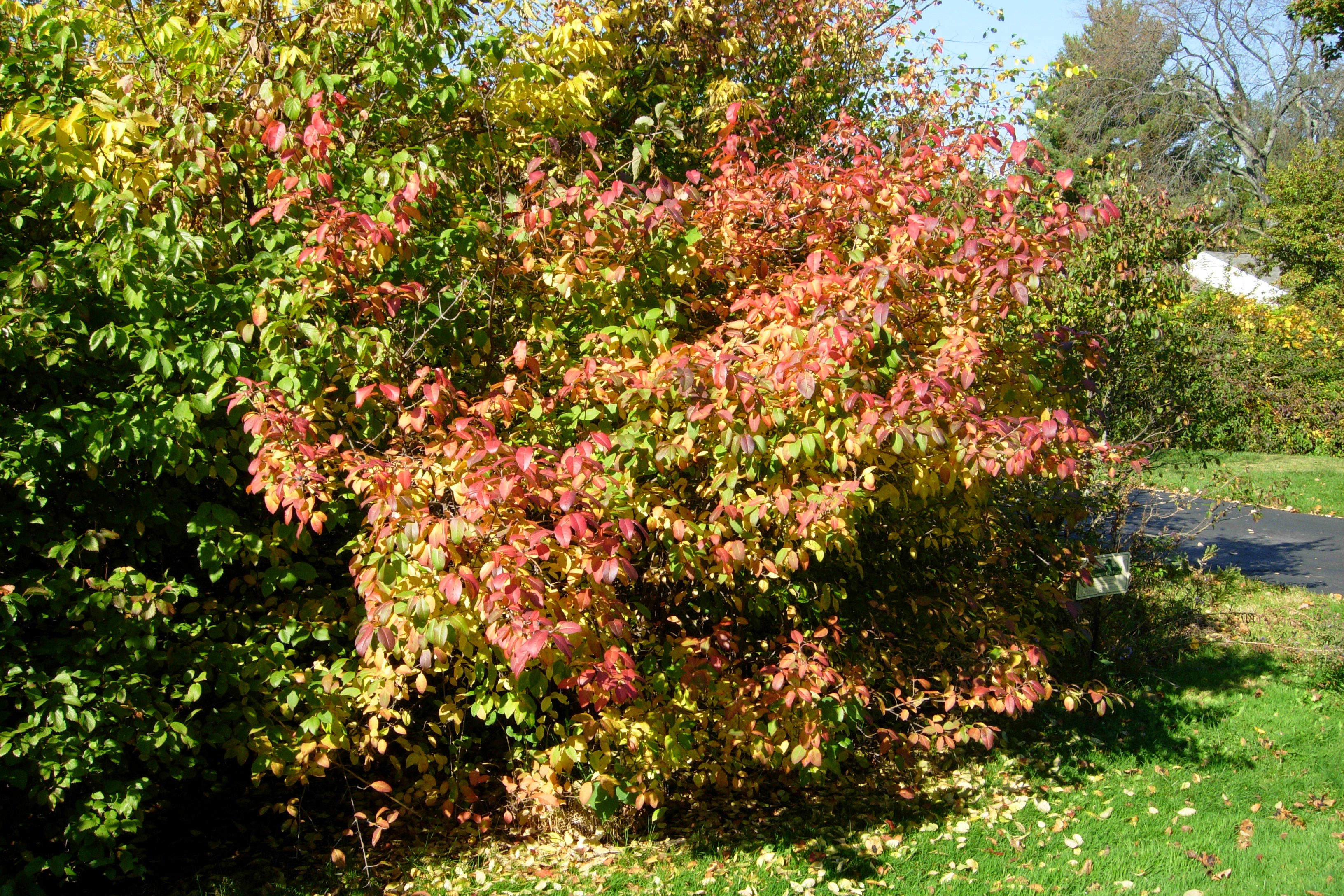 <em>Viburnum prunifolium</em> (Black Haw)