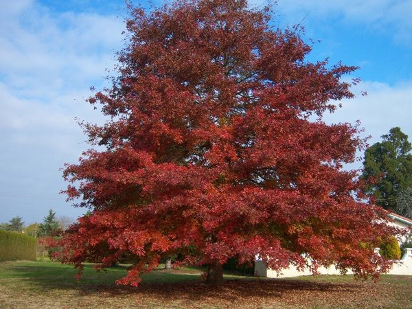<em>Quercus rubra</em> (Red Oak)