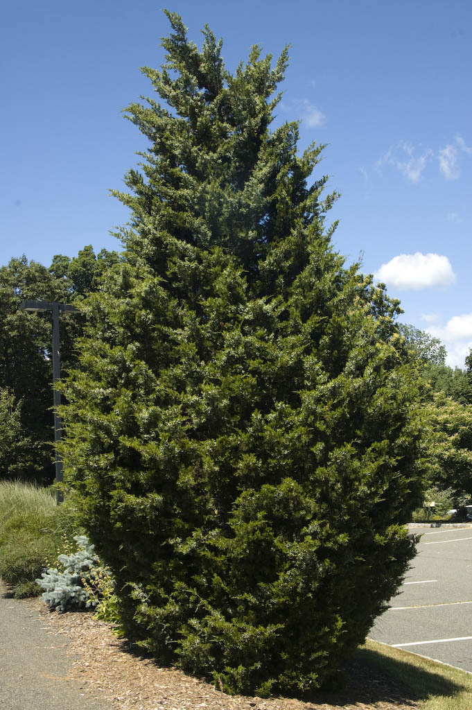<em>Juniperus virginiana</em> (Red cedar) - Image 2