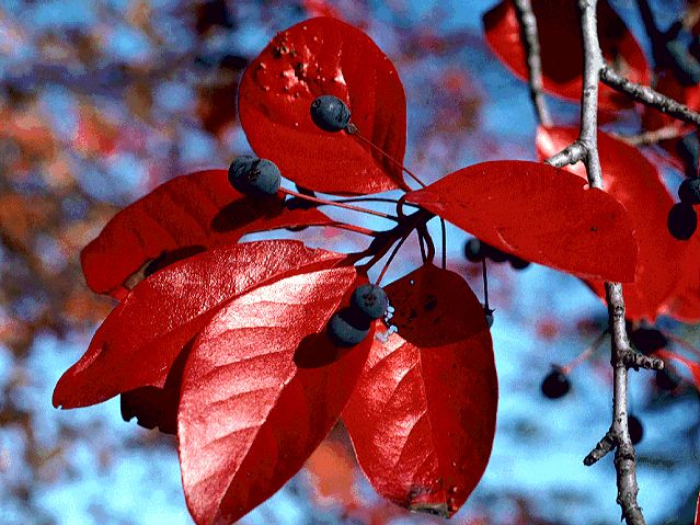<em>Nyssa sylvatica</em> (Sour Gum)