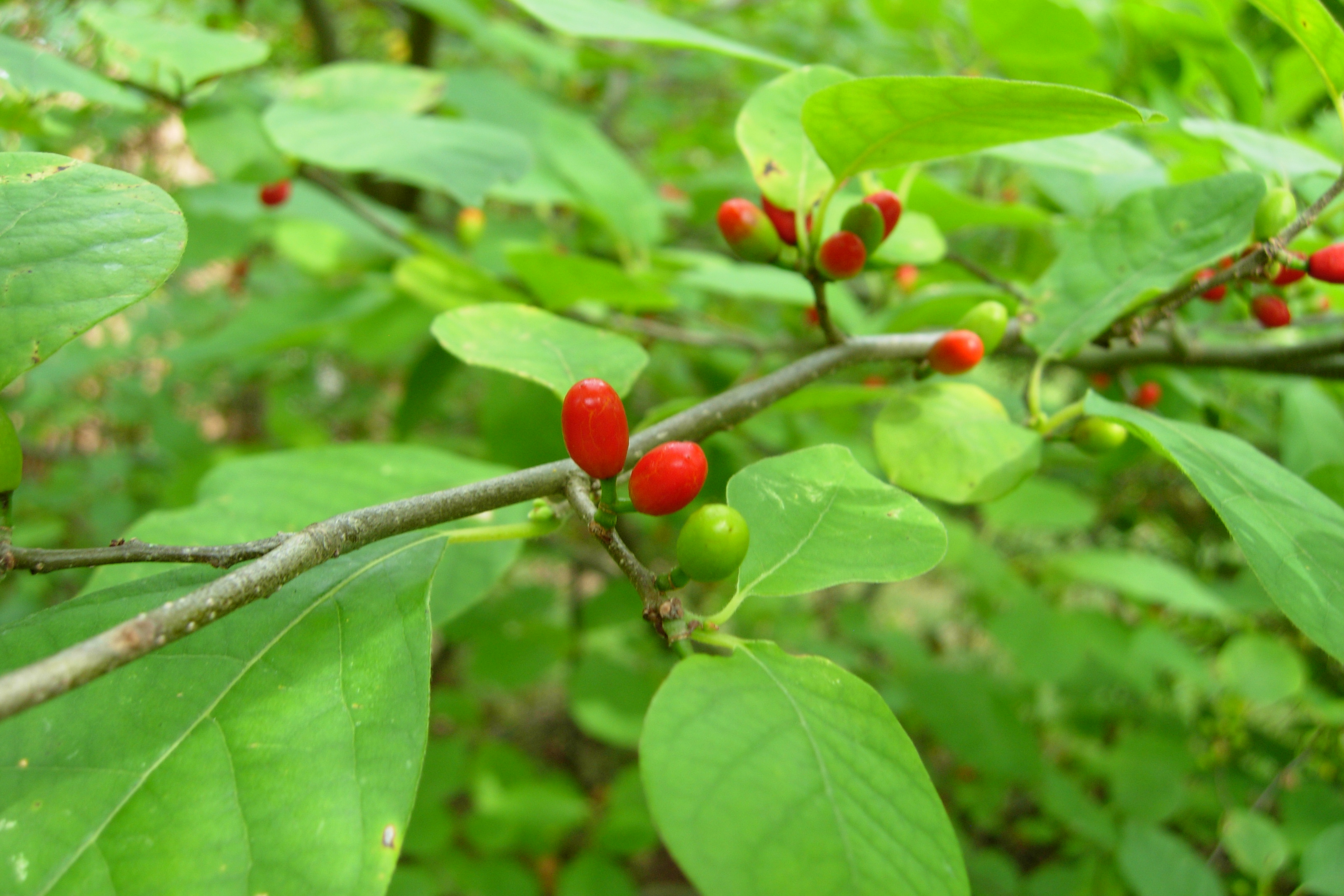 <em>Lindera benzoin</em> (Spicebush) - Image 4