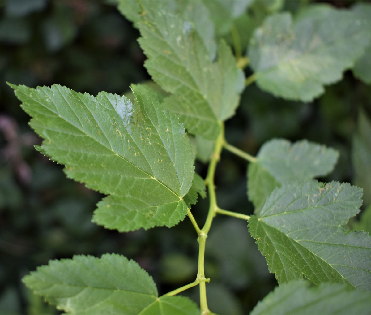 <em>Physocarpus opulifolius</em> (Ninebark) - Image 4
