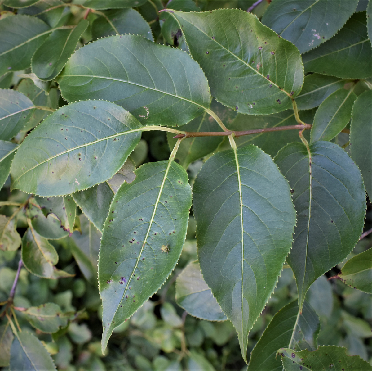 <em>Viburnum lentago</em> (Nannyberry Viburnum) - Image 4