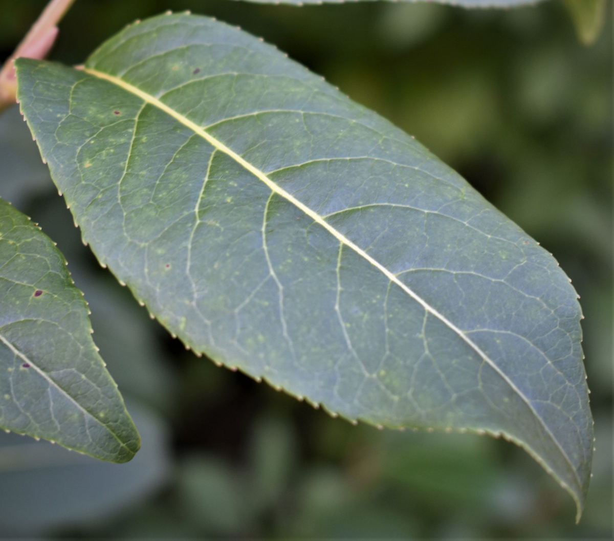 <em>Viburnum prunifolium</em> (Black Haw) - Image 4