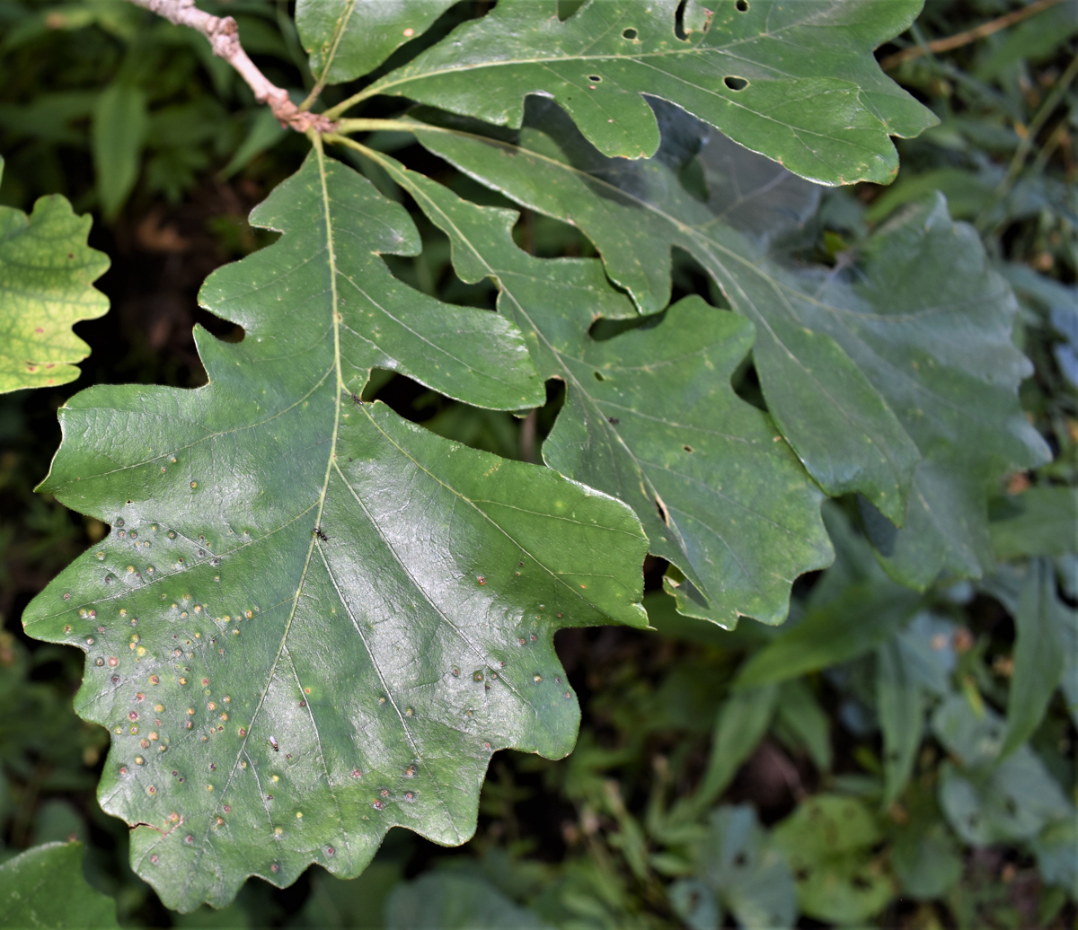 <em>Quercus macrocarpa</em> (Bur Oak) - Image 4